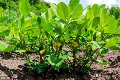 花生种植方法步骤视频、花生种植时间和生长期