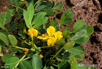 花生种植方法步骤视频、花生种植时间和生长期