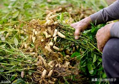 花生种植方法步骤视频、花生种植时间和生长期