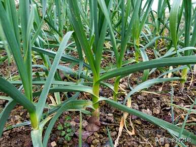 家庭大蒜幼苗种植方法、大蒜幼苗种植方法及时间