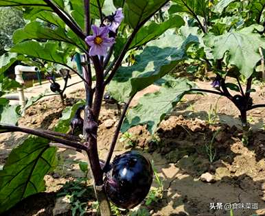 四月的屋顶适合种植什么蔬菜，四月种植什么蔬菜？