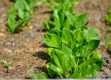 菠菜播种需要覆盖土壤，菠菜如何播种最好