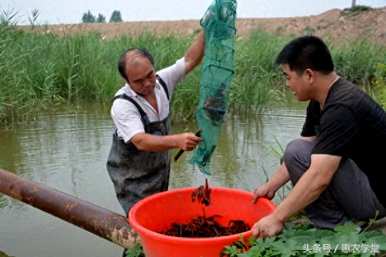 如何养殖小龙虾产量高，如何养殖小龙虾产量高