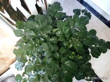 绿宝树长得茂盛，叶子发黑，绿宝树怎么养才茂盛？