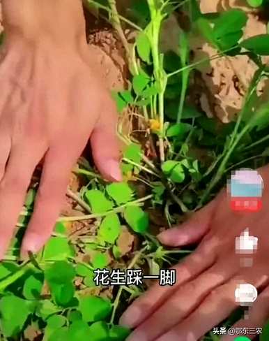 如何种植高产重茬花生，如何种植高产花生