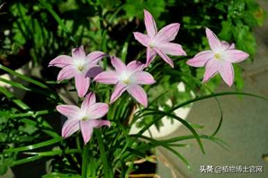 风雨兰花期是几个月，水培风雨兰花期是几个月