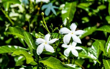 修剪风车茉莉有毒吗？黄色风车茉莉有毒吗？