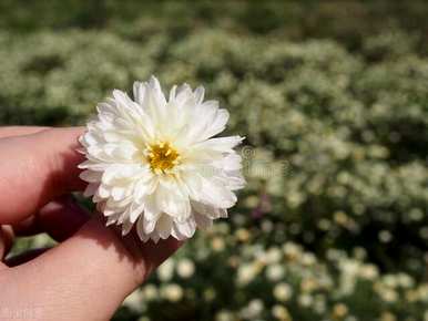 丹麦重瓣蓝风铃花，蓝风铃花怎么养