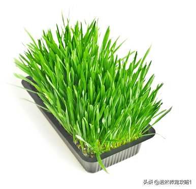 猫草是什么植物种子，猫草是什么植物？