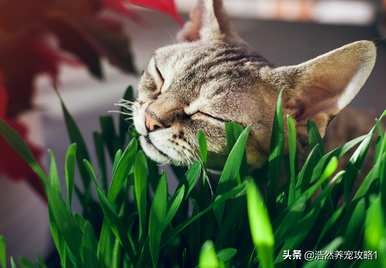 猫草是什么植物种子，猫草是什么植物？