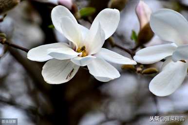 上海市花是什么样的花？白玉兰花是上海市花吗？