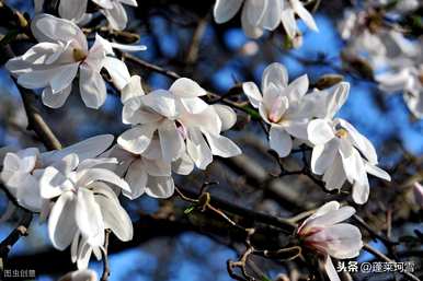 上海市花是什么样的花？白玉兰花是上海市花吗？