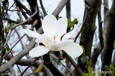 上海市花是什么样的花？白玉兰花是上海市花吗？