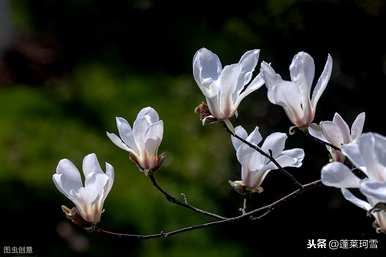 上海市花是什么样的花？白玉兰花是上海市花吗？