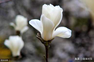 上海市花是什么样的花？白玉兰花是上海市花吗？