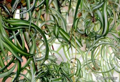 植物可以分为几类，植物可以分为几类