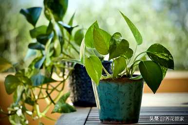 植物可以分为几类，植物可以分为几类