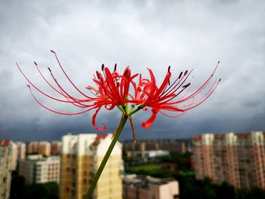 代表死亡的花是什么，代表死亡的花的名字