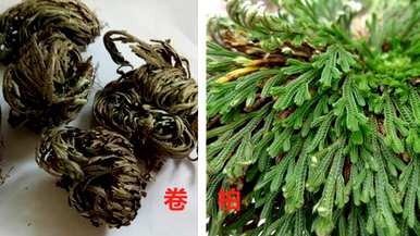 中国卷柏是蕨类植物吗？中国卷柏是蕨类植物吗？