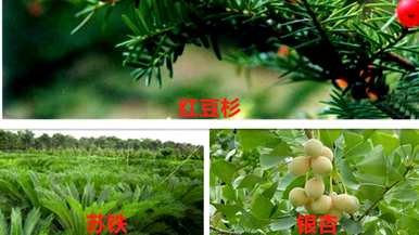 中国卷柏是蕨类植物吗？中国卷柏是蕨类植物吗？