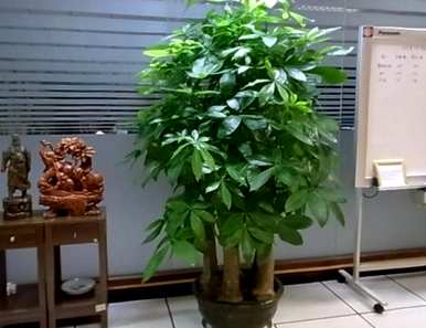 冬季耐寒客厅植物，客厅植物选择什么好？