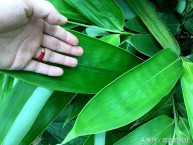 南方粽子叶是什么植物的叶子，麻叶粽子叶是什么植物的叶子