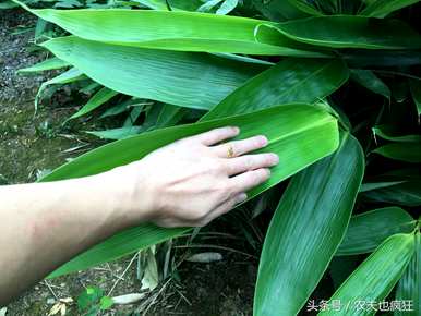 南方粽子叶是什么植物的叶子，麻叶粽子叶是什么植物的叶子