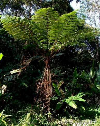 植物活化石有哪些植物？植物活化石是指哪四种？