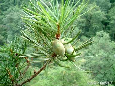 植物活化石有哪些植物？植物活化石是指哪四种？