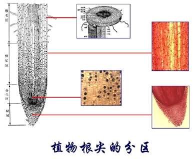 根的主要功能是什么，野生猕猴桃根的功能和作用是什么？