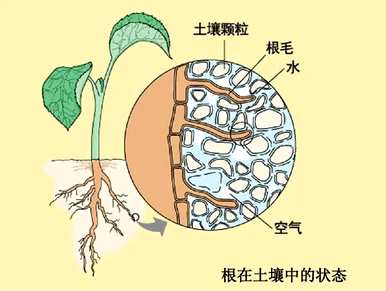 观察根对植物的生存作用的实验步骤