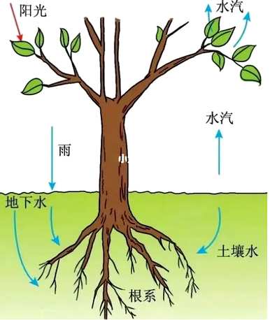 观察根对植物的生存作用的实验步骤