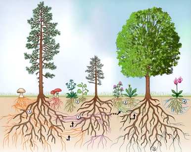 观察根对植物的生存作用的实验步骤