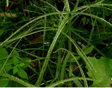 常见的植物有哪些，常见的植物有哪些名字？