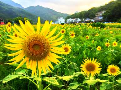 朝鲜国花和韩国国花的区别，朝鲜国花和韩国国花