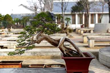 瀹ゅ唴鍗佸ぇ」室内盆景树种大全，