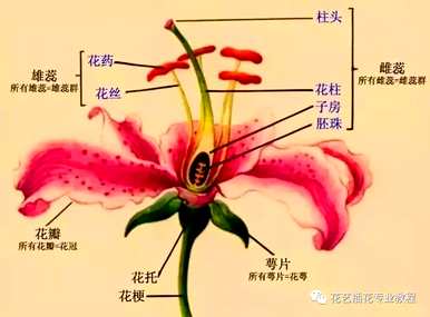 蝴蝶兰花的解剖结构和名称、结构和功能