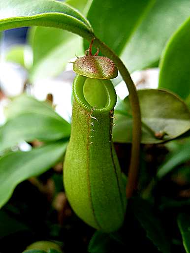 热带雨林植物凤尾蕨的图片是什么？热带雨林有哪些植物类型？