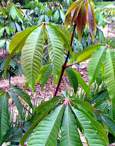 热带雨林植物凤尾蕨的图片是什么？热带雨林有哪些植物类型？