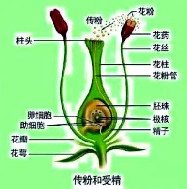 在传粉和授精过程中，生物传粉和受精在初二第一册