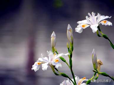 什么是鸢尾花语，什么是海鸢尾花语？