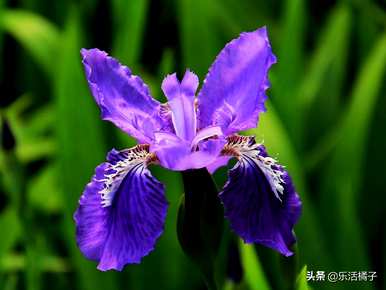 什么是鸢尾花语，什么是海鸢尾花语？