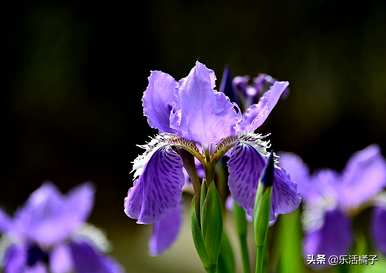 什么是鸢尾花语，什么是海鸢尾花语？