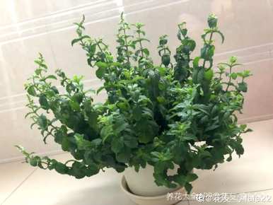 卧室角落放什么植物最好，卧室放什么植物最好健康