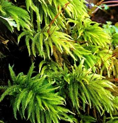 苔藓植物的结构特征是什么，苔藓植物的结构特征是什么