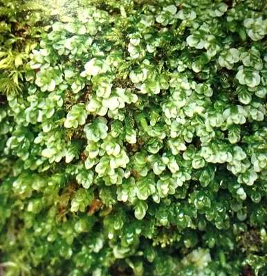 苔藓植物的结构特征是什么，苔藓植物的结构特征是什么