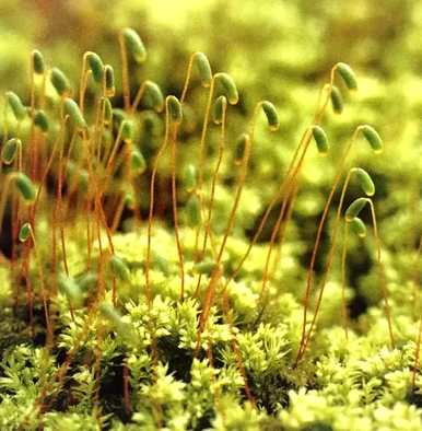 苔藓植物的结构特征是什么，苔藓植物的结构特征是什么