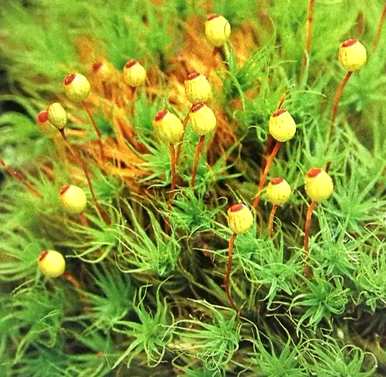 苔藓植物的结构特征是什么，苔藓植物的结构特征是什么