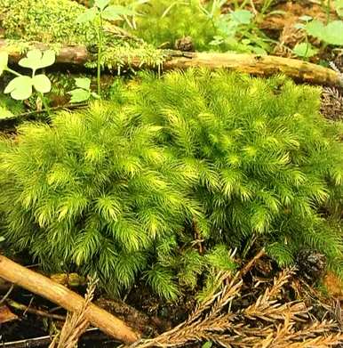 苔藓植物的结构特征是什么，苔藓植物的结构特征是什么