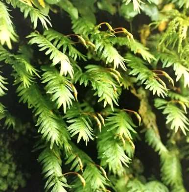 苔藓植物的结构特征是什么，苔藓植物的结构特征是什么